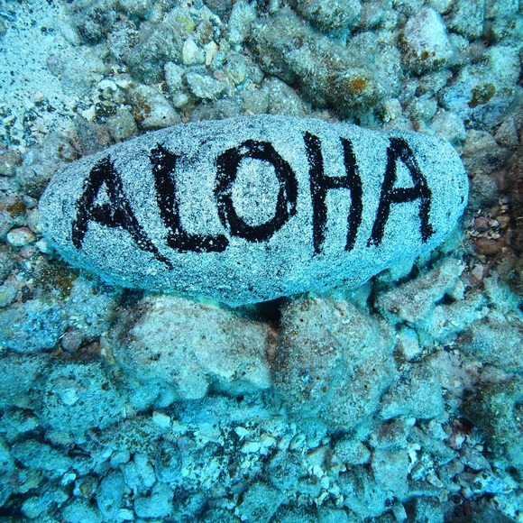 ✨POSH AMBASSADOR✨TOP RATED SELLER✨ - Picture 1 of 1